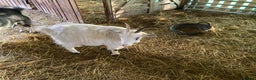 Goats livestock for sale: Flock of Pigmy goats for sale - Advert 16