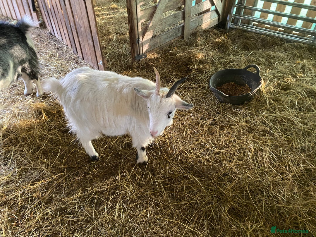 Goats livestock for sale: Flock of Pigmy goats for sale - Advert 16