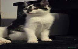 Mixed Breed cats for sale: Beautiful kitchens  in London - Image 2