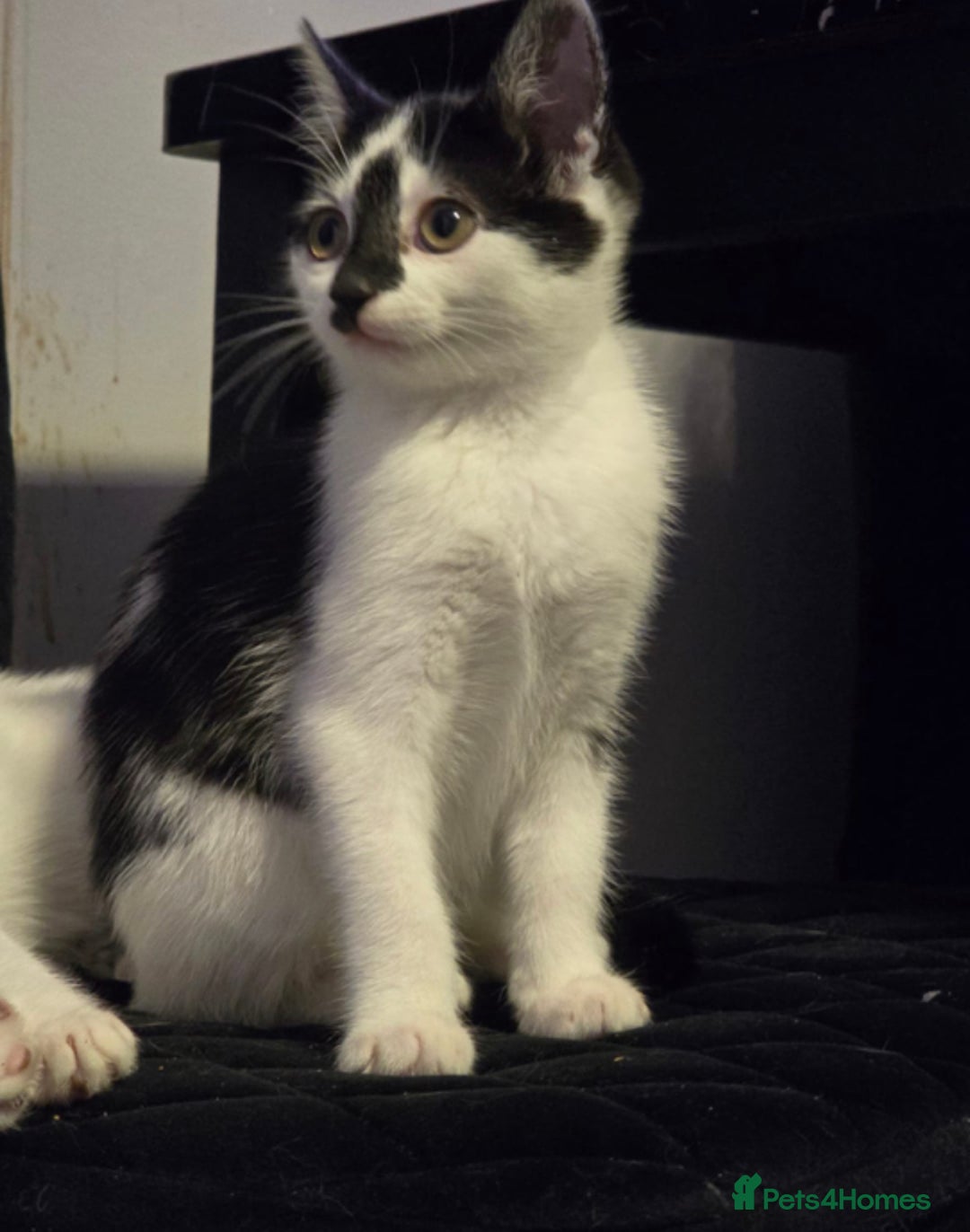 Mixed Breed cats for sale: Beautiful kitchens  in London - Image 2