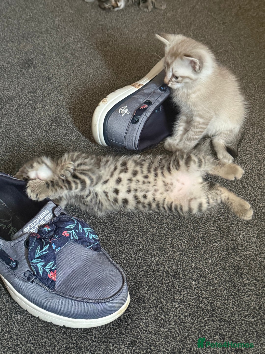 Mixed Breed cats for sale: Beautiful kittens - Image 5