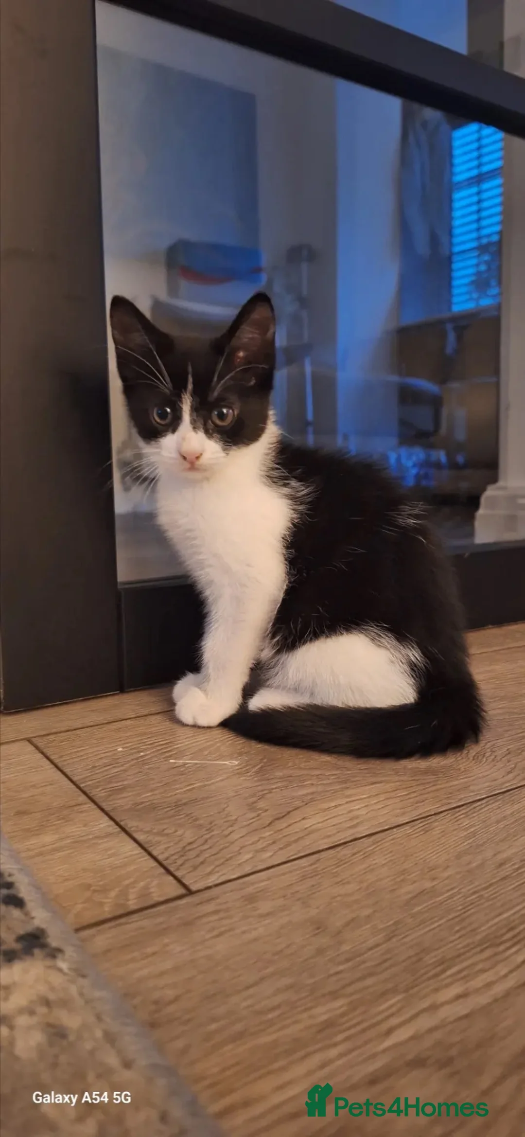 Mixed Breed cats for sale: 1 Male left! £50 ono - Advert 2