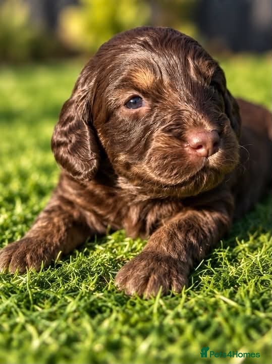 Cockapoo dogs Cockapoo puppies - Advert 14
