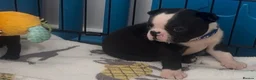 Boston Terrier dogs for sale: Boston Terrier Puppies KC Reg Oustanding Litter - Advert 15