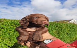 Sprocker dogs for sale: Adorable, well-socialised Sprocker Spaniel puppies - Image 20
