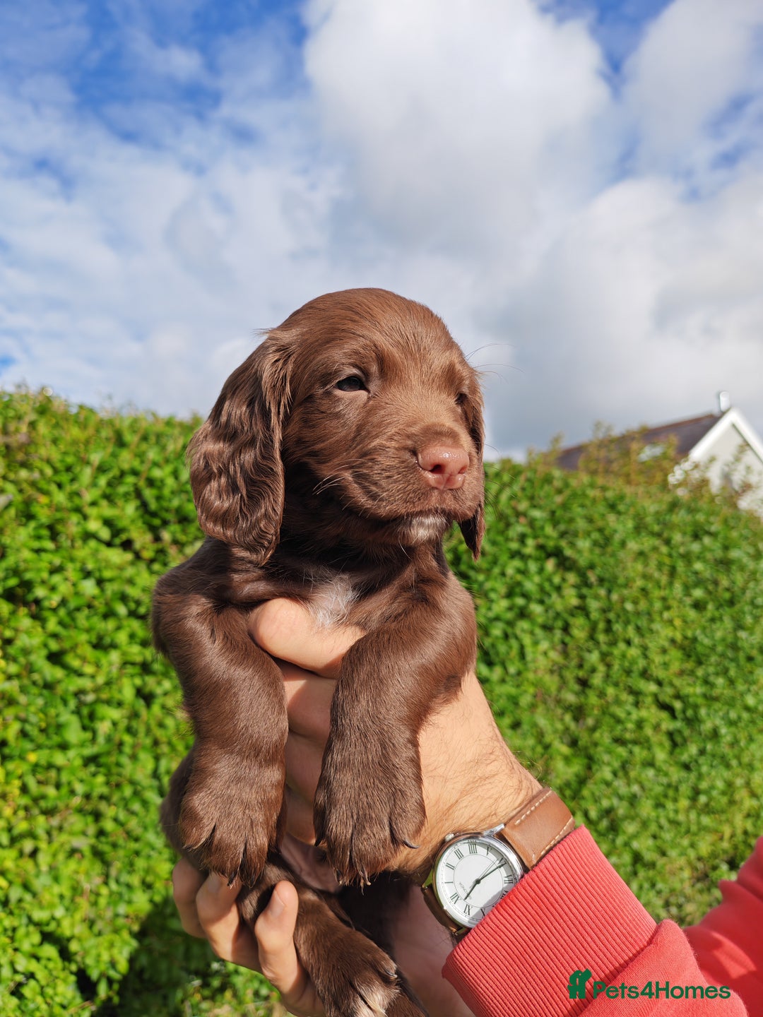 Sprocker dogs for sale: Adorable, well-socialised Sprocker Spaniel puppies - Image 20