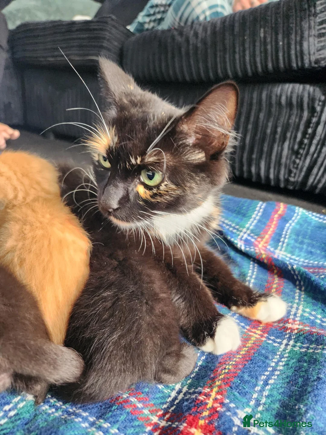 Mixed Breed cats for sale: 2 boy kittens - Advert 1