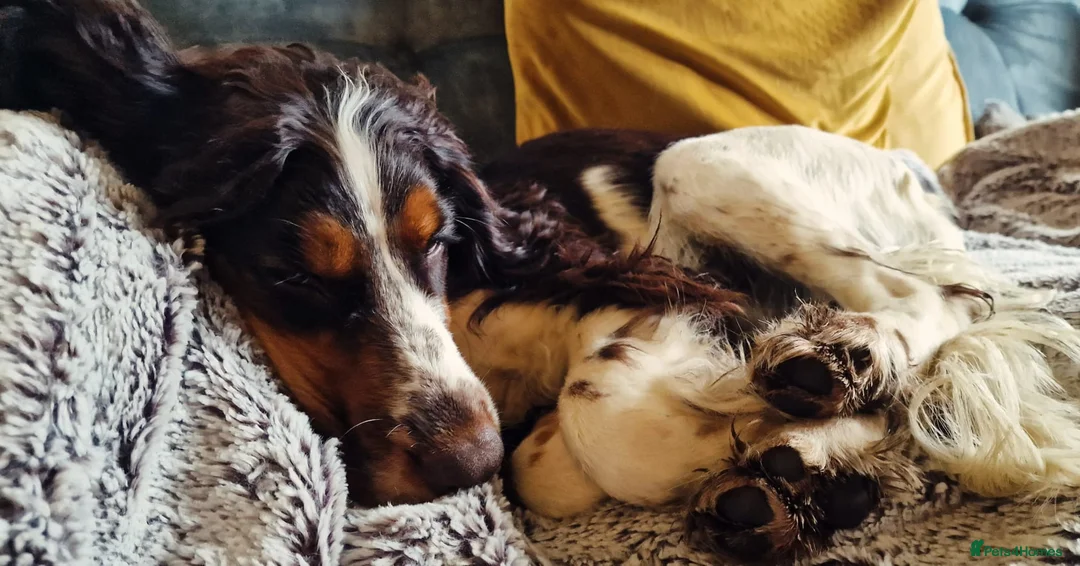 Cocker Spaniel dogs for sale: Cocker Spaniel Female  - Advert 9