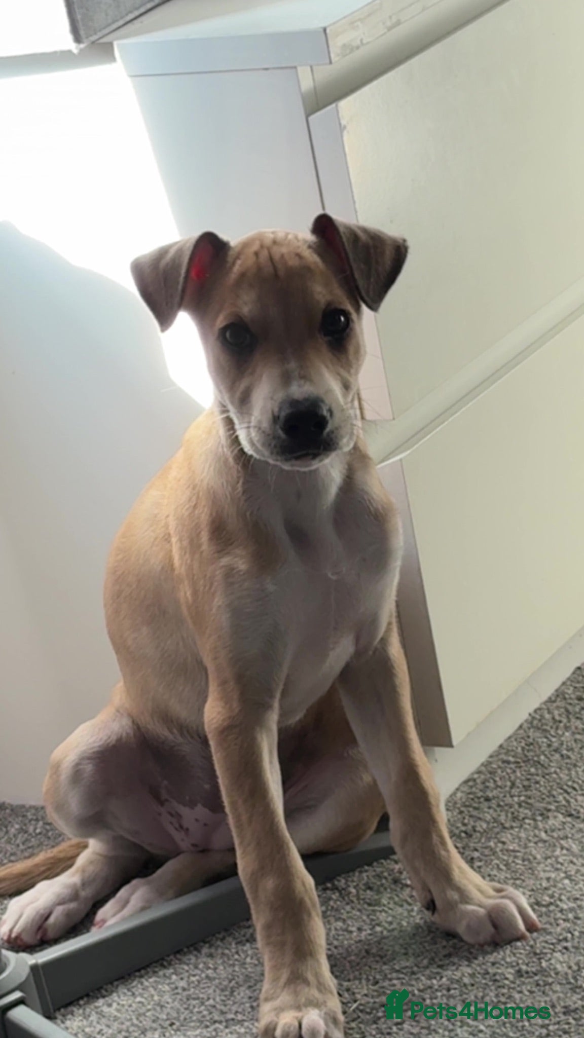 Mixed Breed dogs Beautiful little girl for sale  - Advert 1