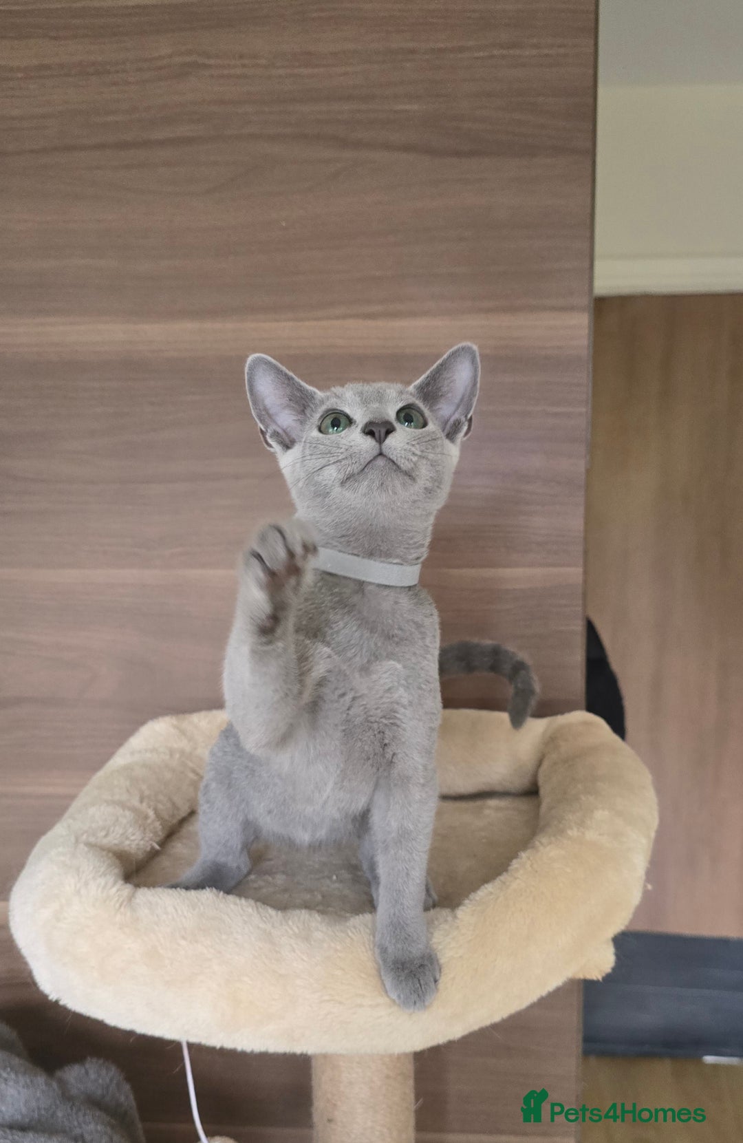 Russian Blue cats for sale: Russian Blue kittens Tica registered  - Image 22
