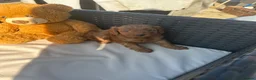 Cavapoo dogs for sale: Beautiful f1b red Cavapoo puppies    - Advert 26
