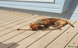 Dachshund dogs for stud: Gorgeous standard red Dachshund for stud in Slough - Image 4