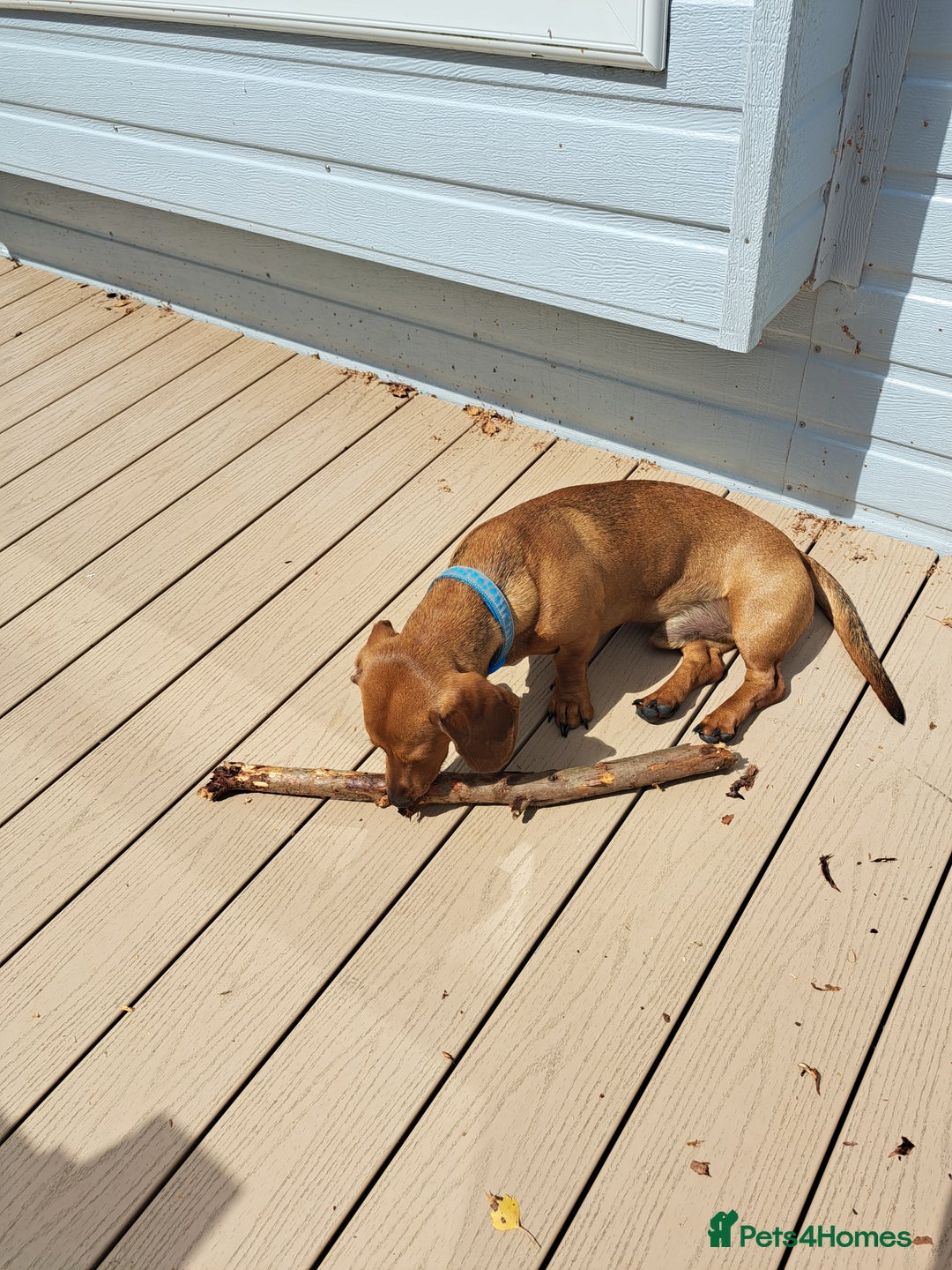 Dachshund dogs for stud: Gorgeous standard red Dachshund for stud in Slough - Image 4