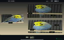 Budgerigars birds for sale: 1 year old budgie  - Image 3