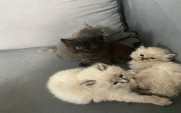Siberian cats for sale: Siberian Kittens Neva Masquerade White - Image 20