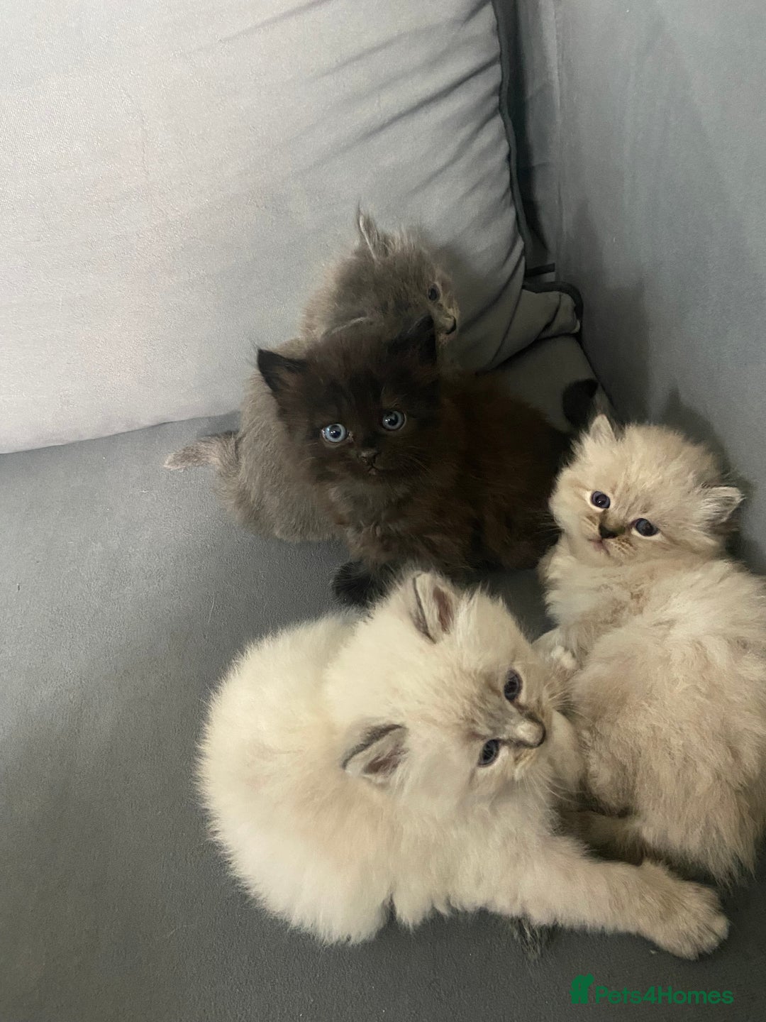 Siberian cats for sale: Siberian Kittens Neva Masquerade White - Image 20