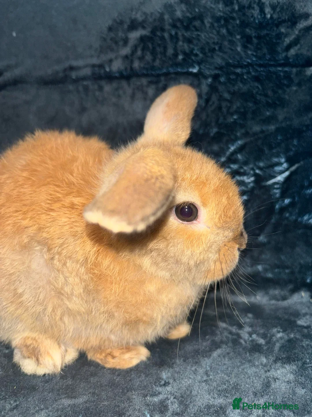 Mixed Breed rabbits for sale: 5 weeks old mini lop cross ginger/wild bunnies - Advert 2