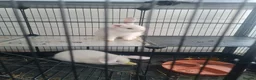 English Lop rabbits for sale: English mini lop - Advert 3