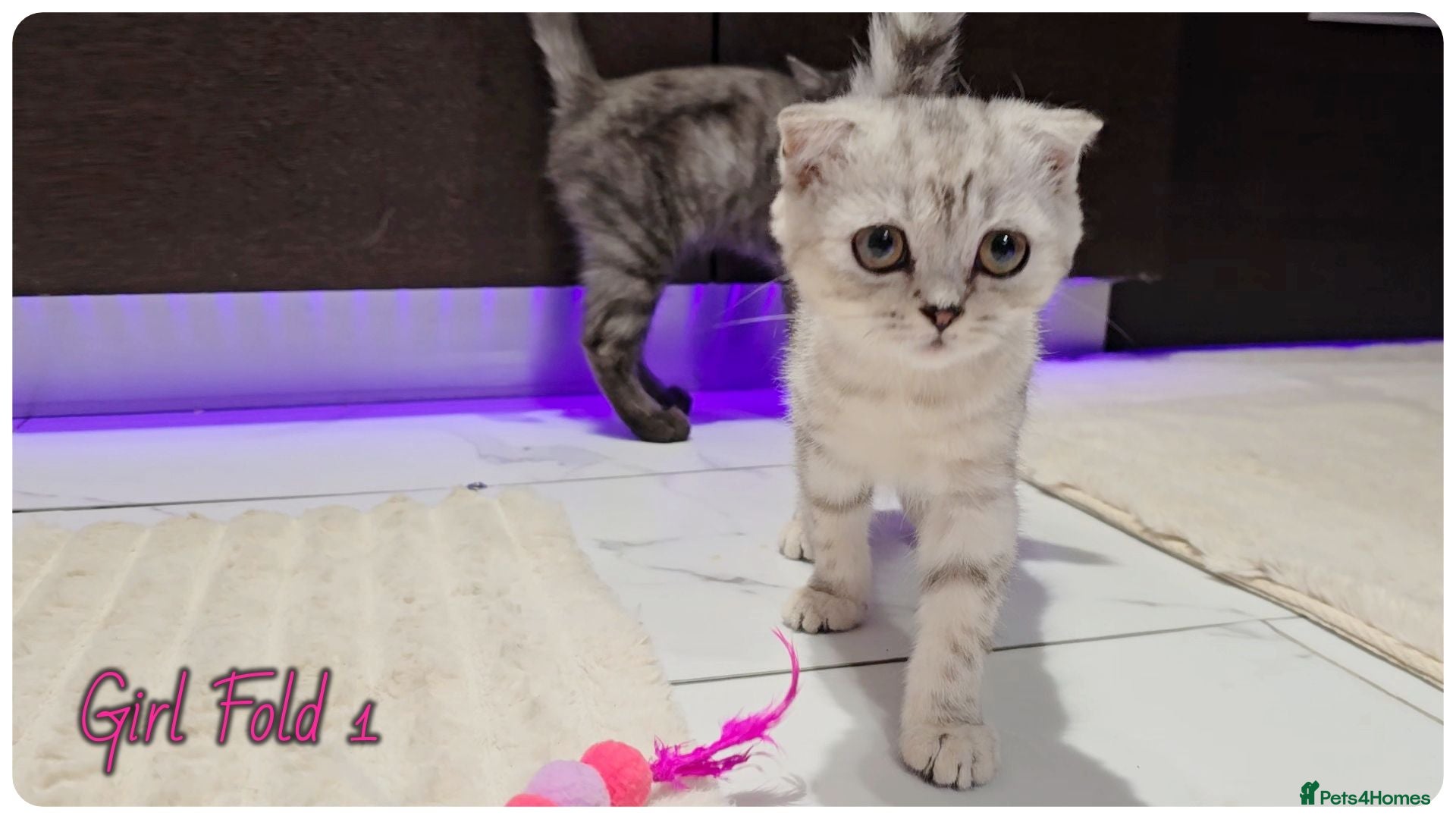 Scottish Fold cats Scottish Fold Kittens - Advert 1
