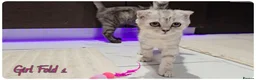 Scottish Fold cats for sale: Scottish Fold Kittens - Advert 4