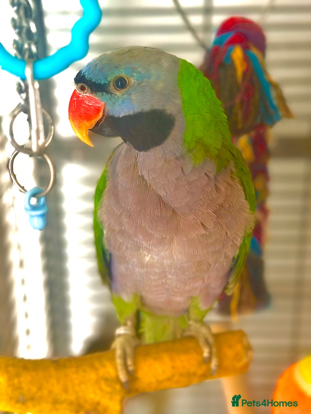 Parrots birds for sale: Lord Derbyian Parrot - Jasper - Image 2