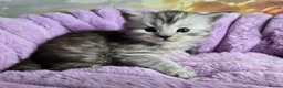 Maine Coon cats for sale: Stunning Maine Coon kittens - Advert 21