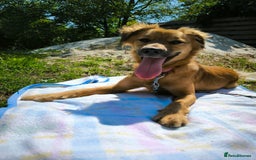 Mixed Breed dogs for adoption: 🐶💖 MIAH 💖🐶 - Image 21