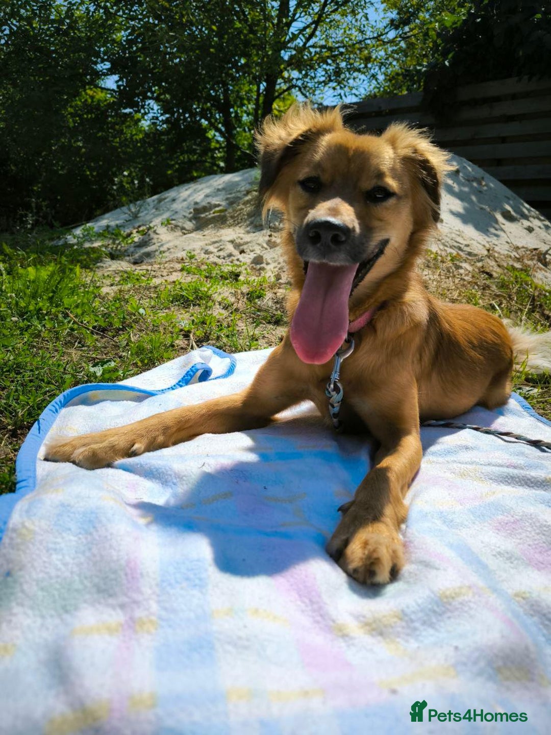 Mixed Breed dogs for adoption: 🐶💖 MIAH 💖🐶 - Image 21