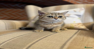Persian cats - Advert 1