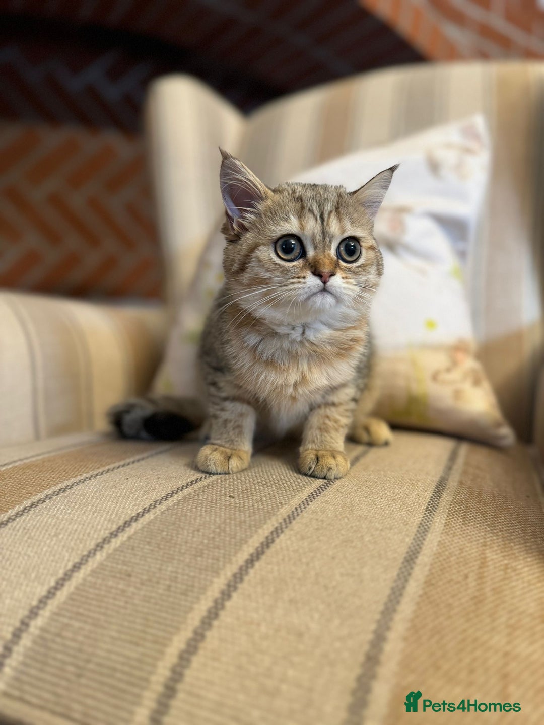 Persian cats for sale: Persian kittens - Image 2