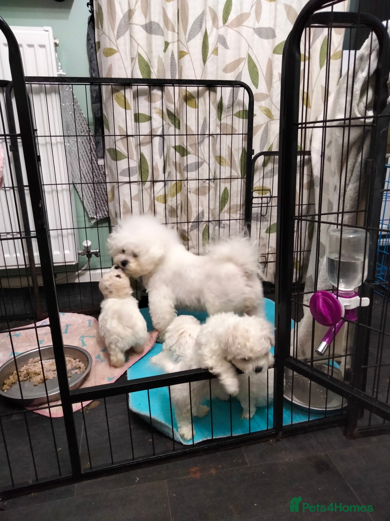 Bichon Frise dogs KC. REG BICHON FRISE PUPS - Advert 2