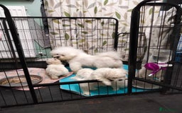 Bichon Frise dogs for sale: KC. REG BICHON FRISE PUPS - Advert 9