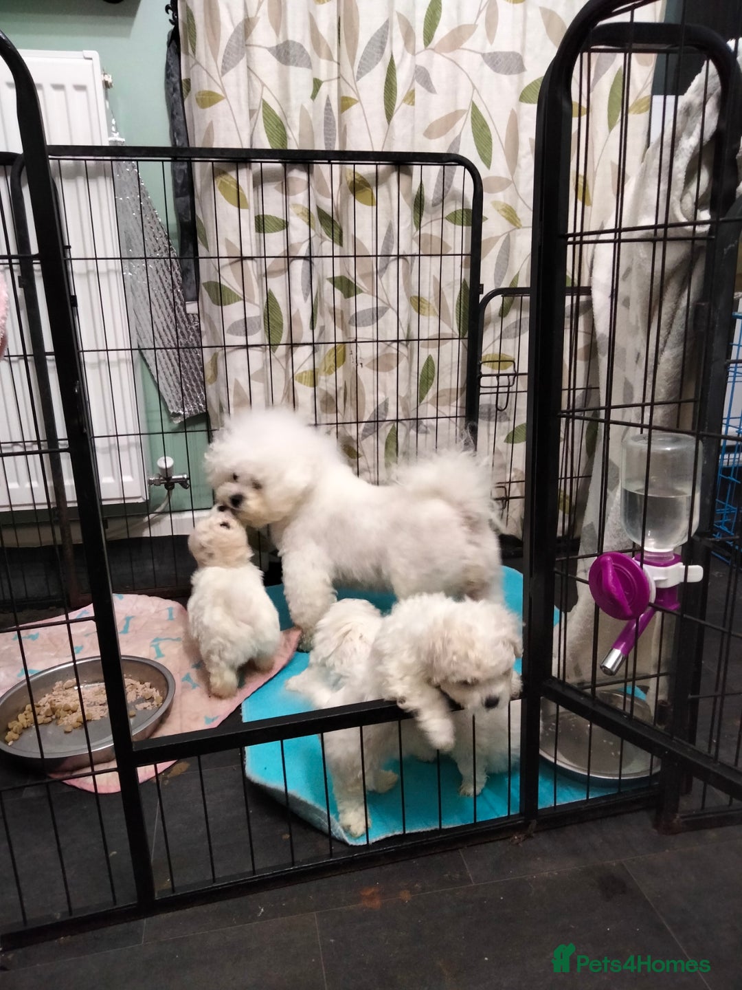 Bichon Frise dogs for sale: KC. REG BICHON FRISE PUPS - Advert 9