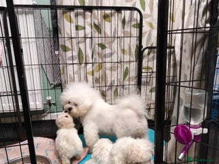 Bichon Frise dogs KC. REG BICHON FRISE PUPS - Advert 2