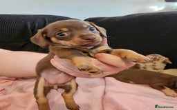 Chiweenie dogs for sale: 6 Chihuahua/Minature Dacshund Pups Ready to leave - Image 7