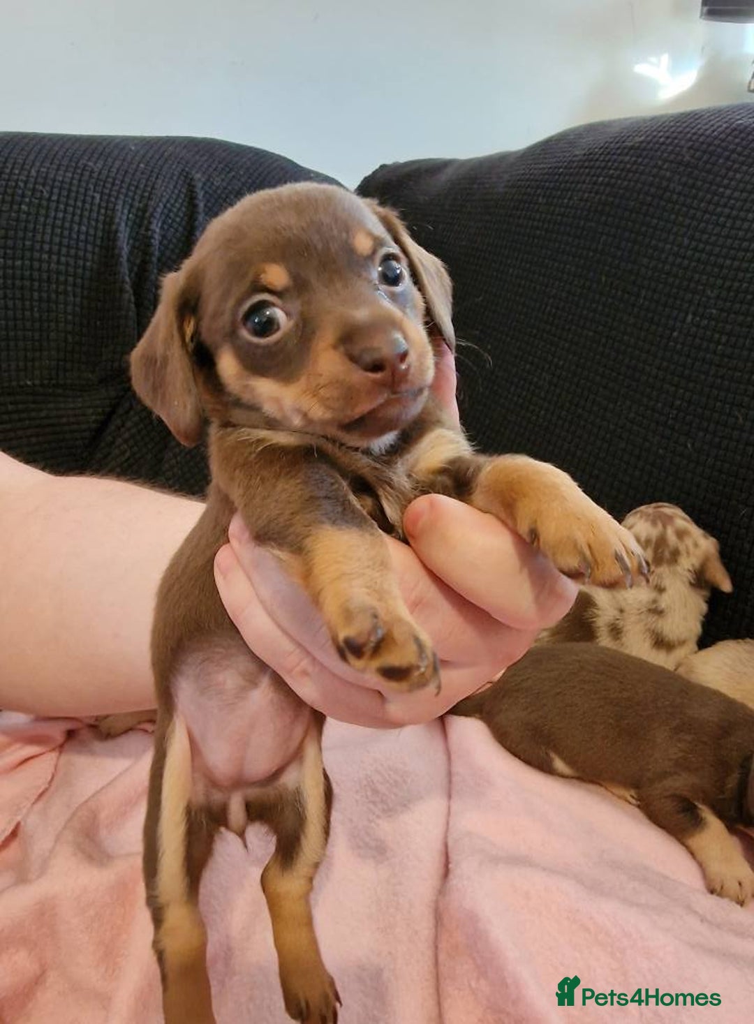Chiweenie dogs for sale: 6 Chihuahua/Minature Dacshund Pups Ready to leave - Image 7