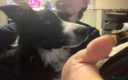 Border Collie dogs for adoption: Meet LOKI !  He desperately needs a Loving Home ! - Image 8