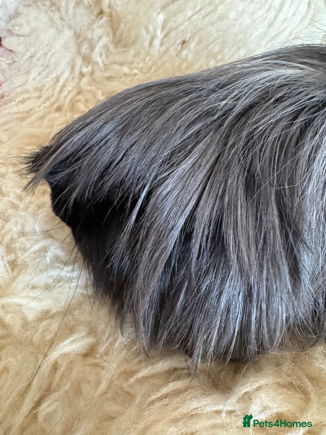 Guinea Pig rodents for sale: Peruvian guinea pig sows  - Advert 2