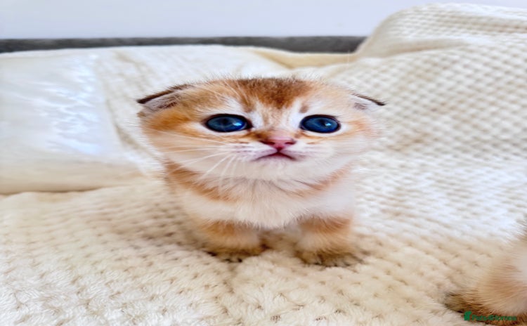 Scottish Fold cats - Advert 2