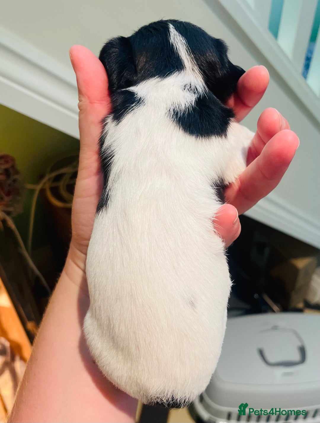 Mixed Breed dogs for sale: Jackapoo puppies for sale - Image 4