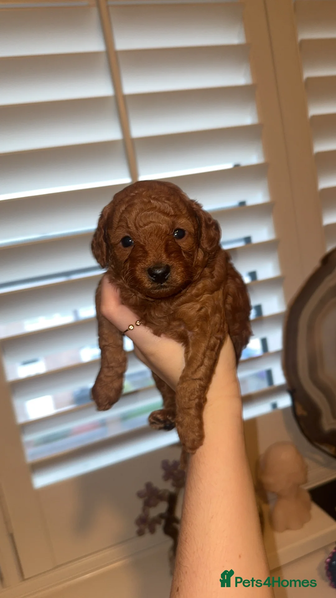 Toy Poodle dogs for sale: Health tested Toy poodle puppies! 😍🔥🤩!!! - Advert 2