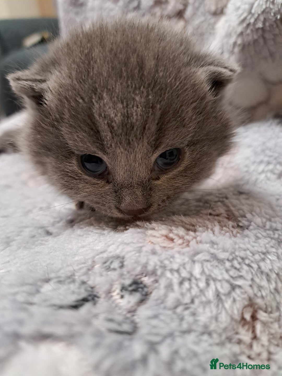 British Shorthair cats for sale: ONE KITTEN FOLD EARS IS AVAILABLE  - Advert 14