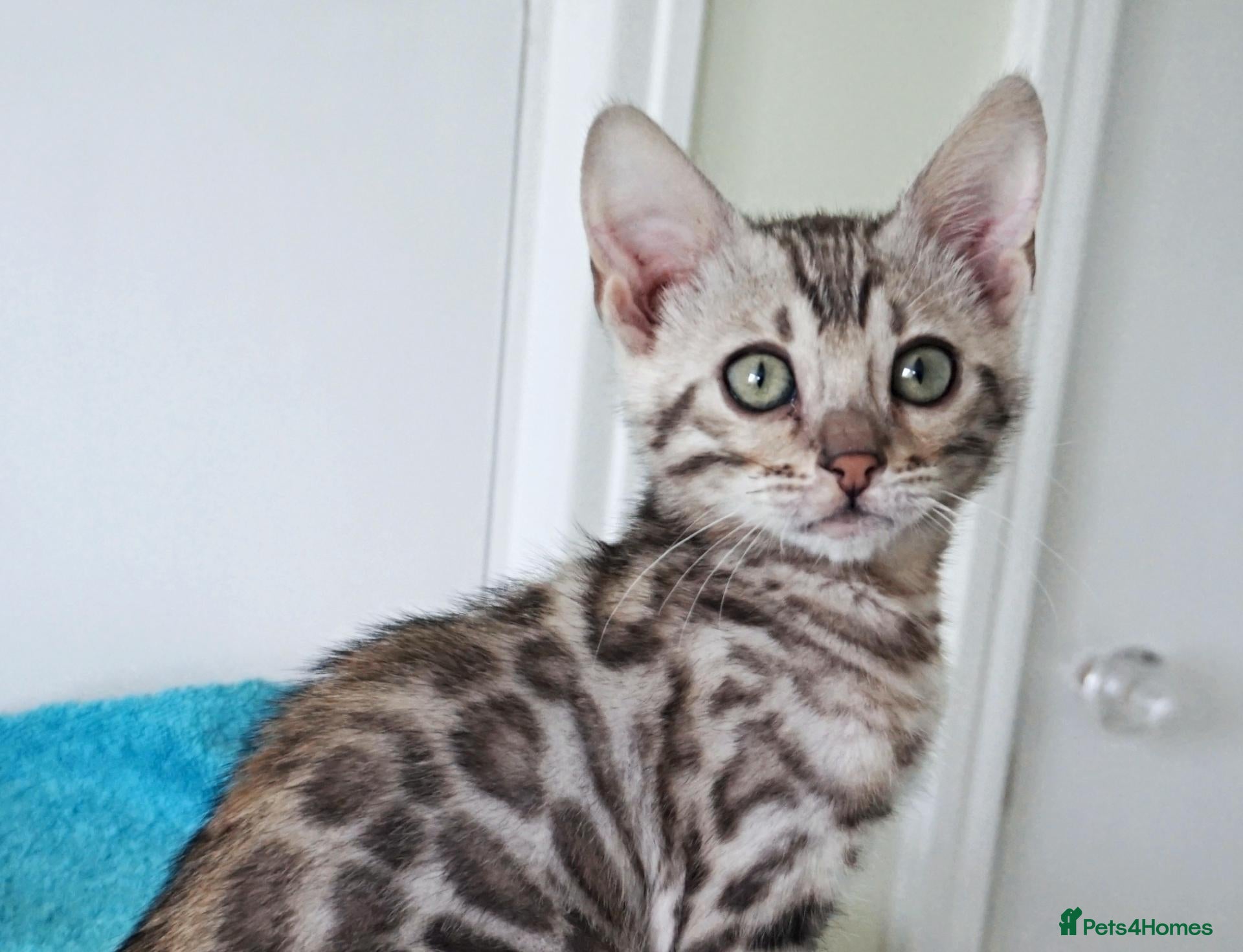 Bengal cats for sale: Ready Now Superb Bengal Girl Kitten - Advert 16