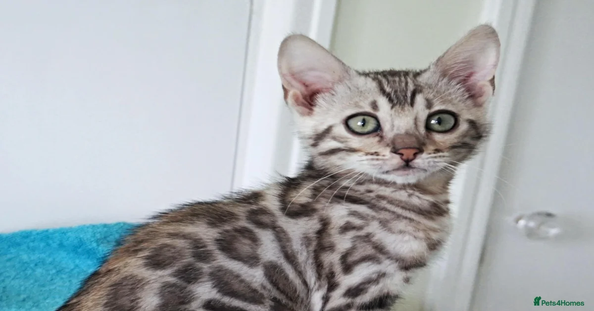 Ready Now Superb Bengal Girl Kitten for sale in Doncaster | Pets4Homes