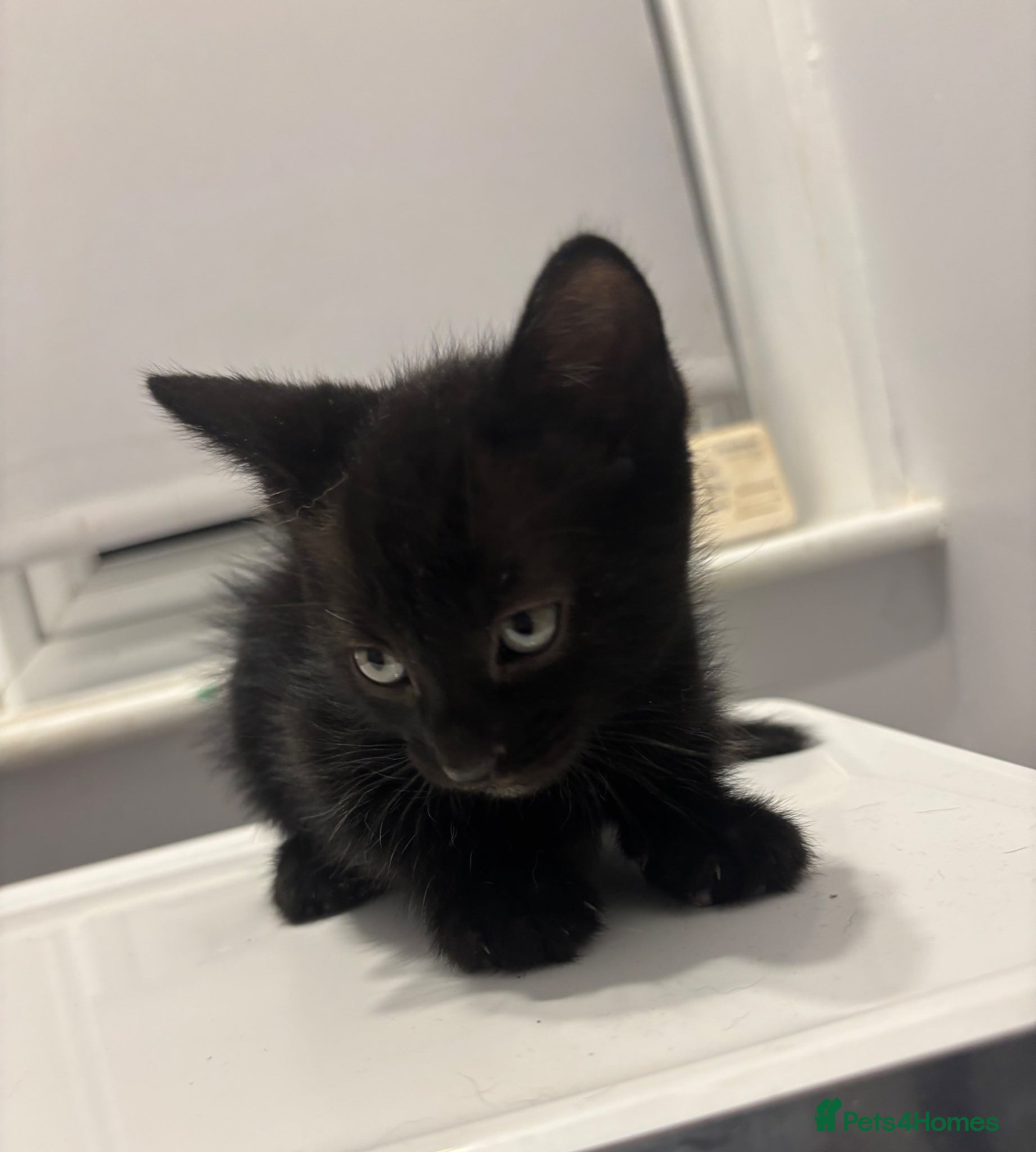 Mixed Breed cats for sale: Kittens - Advert 6