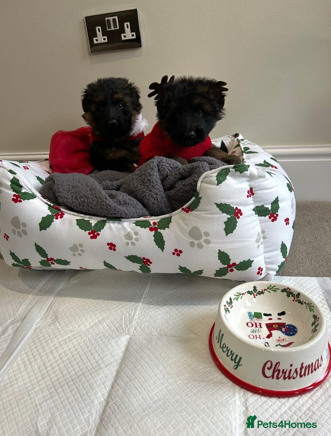 German Shepherd dogs for sale: Premium Pedigree GSD Puppies – Champion Bloodlines - Advert 2