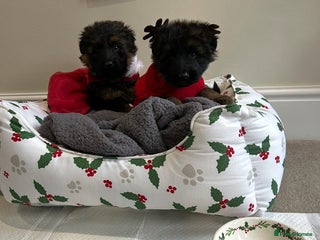 German Shepherd dogs Premium Pedigree GSD Puppies – Champion Bloodlines - Advert 8