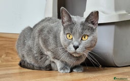 Chartreux cats for sale: Chartreux adult mum and daughter  - Image 8