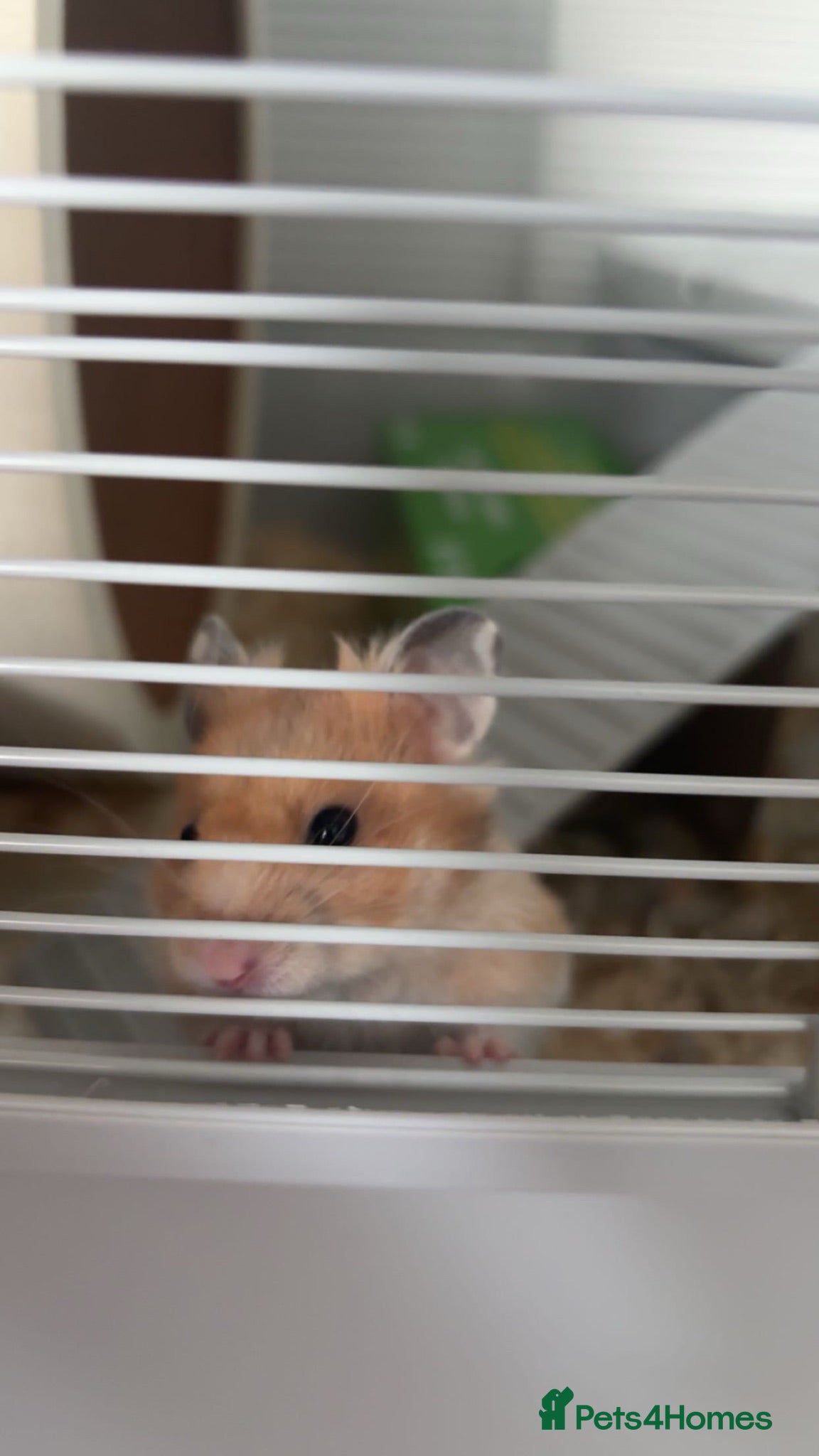 Hamster rodents Syrian Hamster  - Advert 14