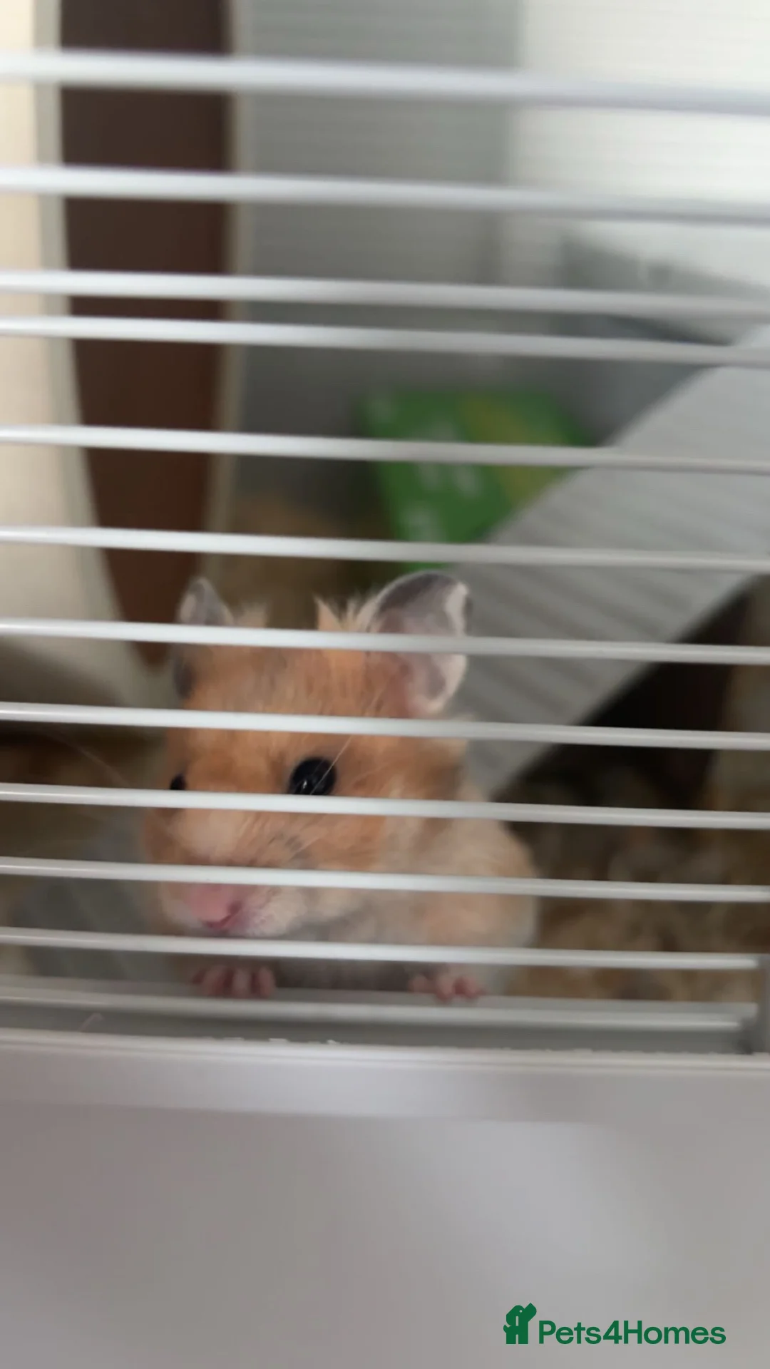 Hamster rodents for sale: Syrian Hamster  in Holmfirth - Advert 1